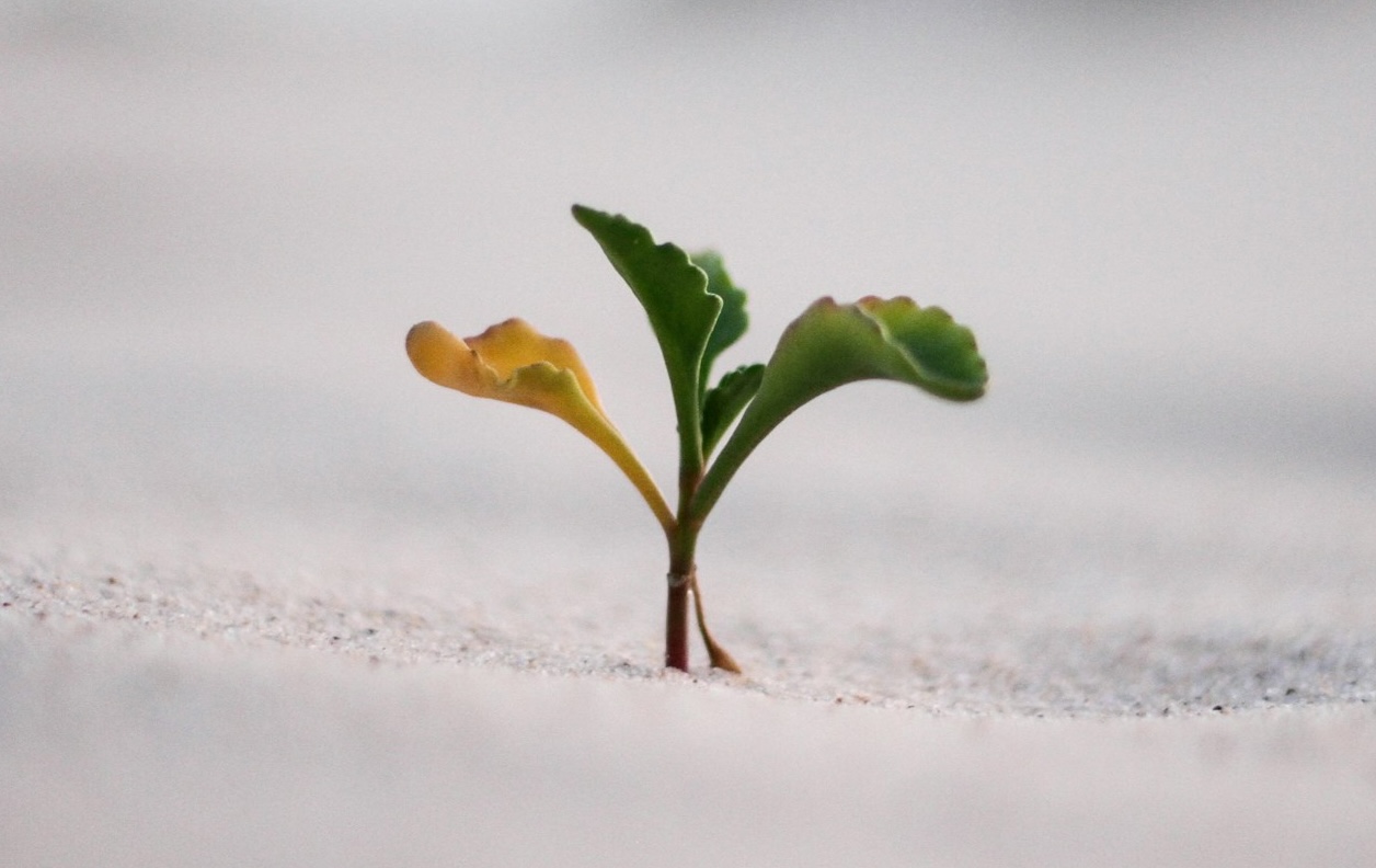 Identity & Growth